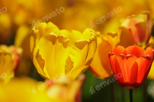 Preview: field of yellow blooming tulip flowers. grow plants in park in meadow for sale. florist and