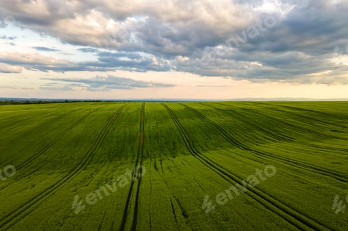 Preview: Aerial landscape view of green cultivated agricultural fields with growing crops