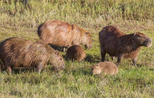 Preview: Capybara