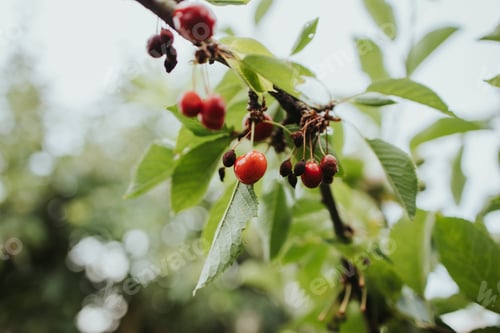 Preview: Closeup shot of red sweet cherries growing on a tree