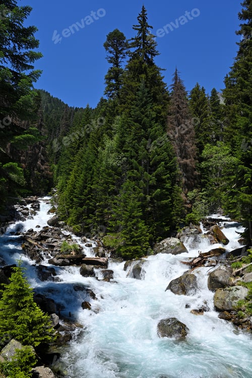 Preview: Mountain river in coniferous forest