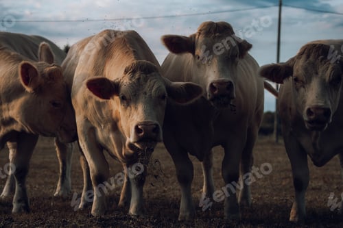 Preview: Four Cows