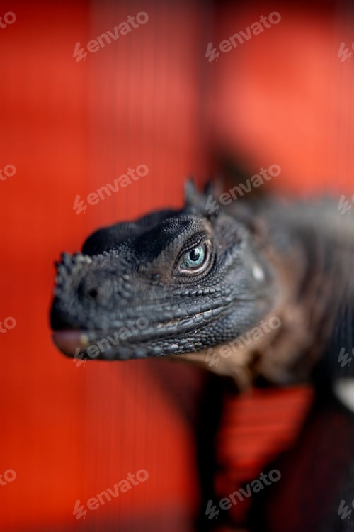 Preview: Close-up shot of Iguana on red background