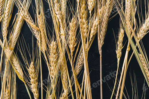 Preview: wheat on black cloth background