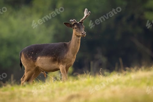 Preview: Fallow deer with velvet growing antlers standing on field