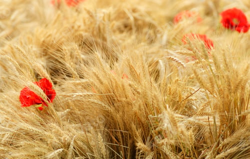 Preview: Field of golden wheat with red poppy flowers