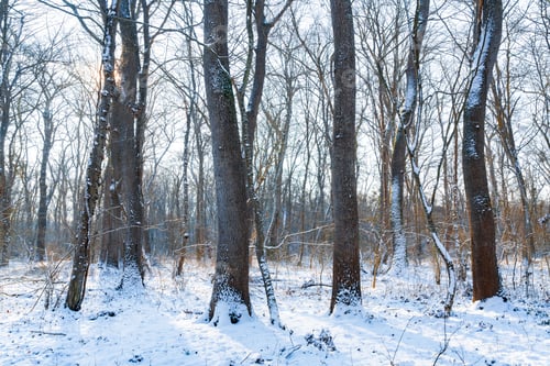 Preview: Old thick trees in the winter forest