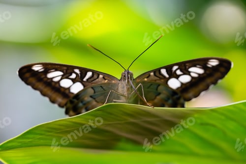 Preview: Macro Picture of a Butterfly