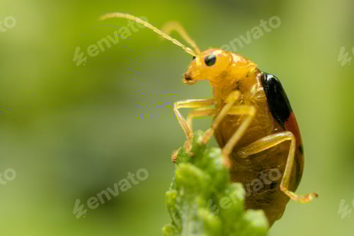 Preview: Small insects macro details texture kenya east africa