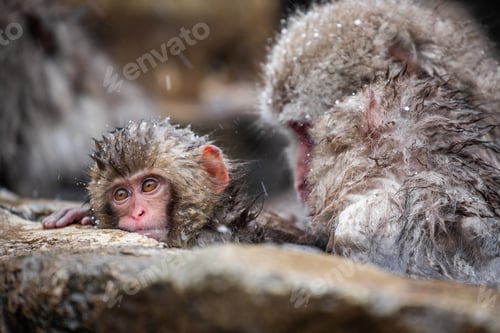 Preview: Snow monkey