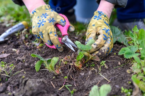 Preview: spring pruning and weeding of strawberry bushes. women's hands weeding weeds and pruning strawberry