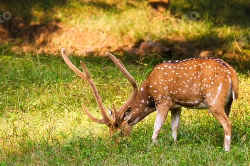 Preview: Beautiful male chital or spotted deer in Ranthambore National Park, Rajasthan, India