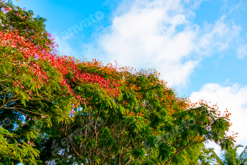 Preview: palm trees and trees against a bright blue sky in the Seychelles