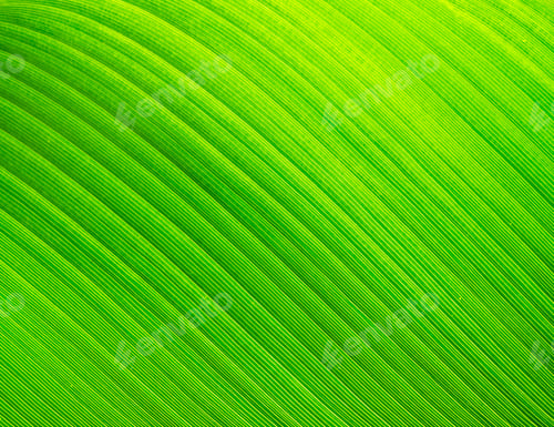 Preview: Banana leaf texture