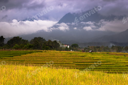Preview: Beautiful morning view indonesia Panorama Landscape paddy fields with beauty color and sky natural