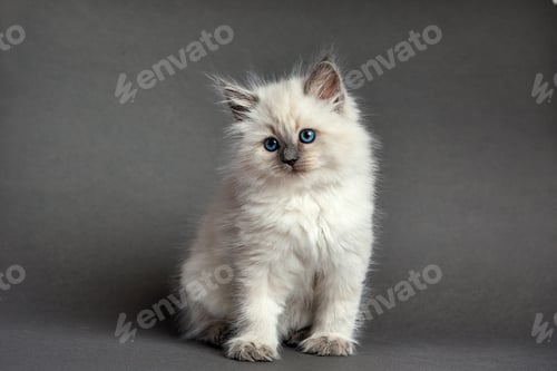 Preview: Cute fluffy kitten against gray background. Space for text