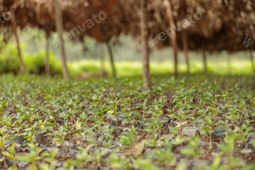Preview: Coffee sprouts on a plantation with trees in the background