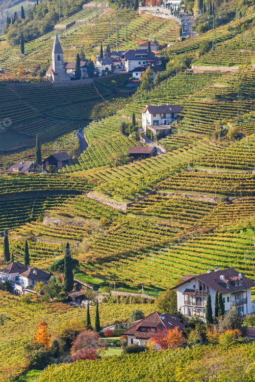 Preview: Vineyards near Bolzano, Trentino-Alto Adige, South Tyrol, Italy