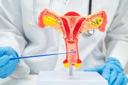 Preview: Doctor holding human uterus model for vaginal and cervix pap smear