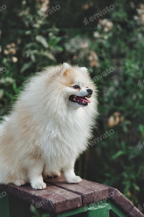 Preview: Portrait of fluffy puppy of Small German Pomeranian on dog playground