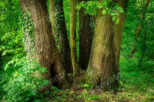 Preview: Trees with lush green foliage standing in a serene woodland setting