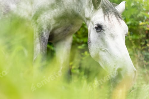 Preview: White horse grazing on green meadow in sunlight