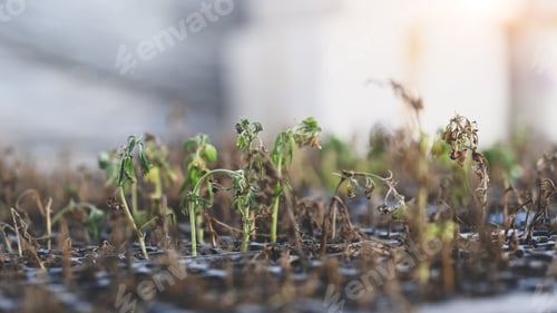 Preview: Small plant of cannabis seedlings in greenhouse.