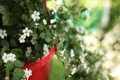 Preview: Beautiful potted Bacopa plant with white flowers outdoors, closeup