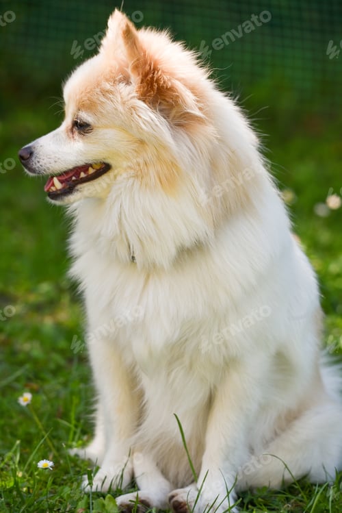 Preview: German Spitz Klein in a garden
