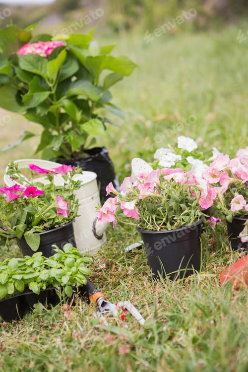 Vorschau: Topfblumen, die bereit sind, an einem sonnigen Tag gepflanzt zu werden