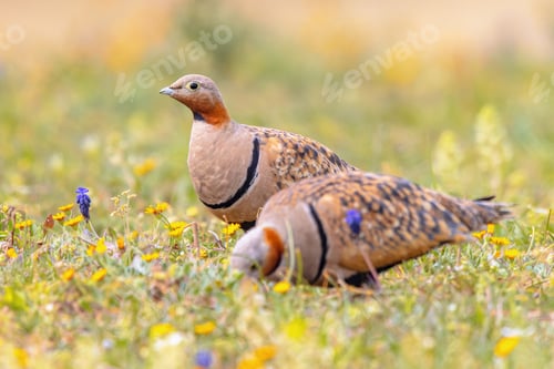 Preview: Black Bellied Sandgrouse between Flowers