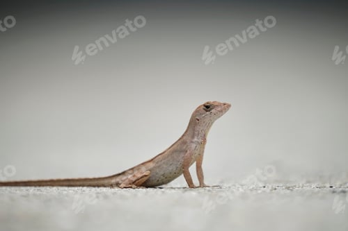 Preview: Macro closeup of blown alone lizard warming on summer sun.