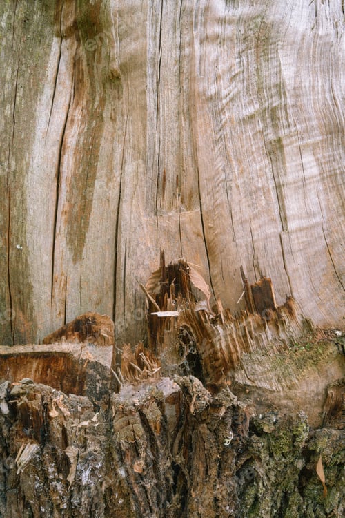 Preview: Close detail background of the wood fibers of a split trunk