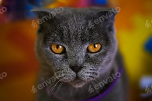 Preview: Portrait of a gray cat with yellow eyes