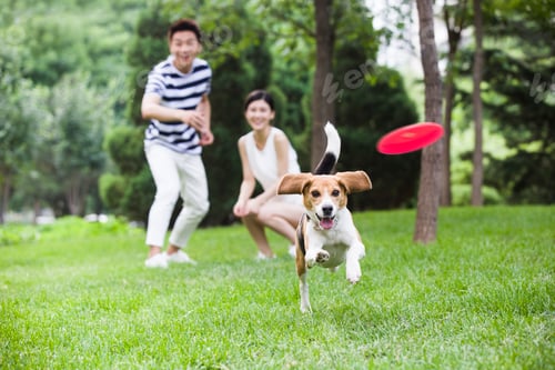 Preview: Young Chinese couple playing with a cute dog