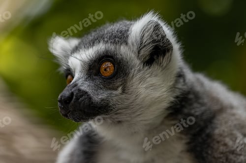 Preview: Lemur close up looking left
