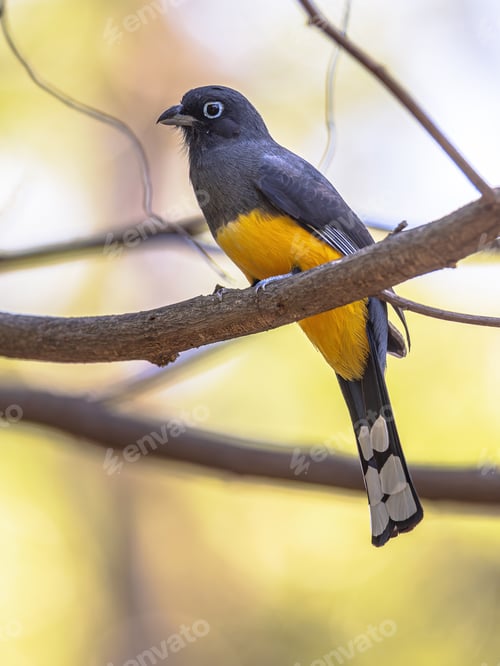 Preview: Black headed trogon on colorful background