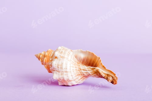 Preview: Summer time concept with sea shells or starfish on a table background with copy space for text