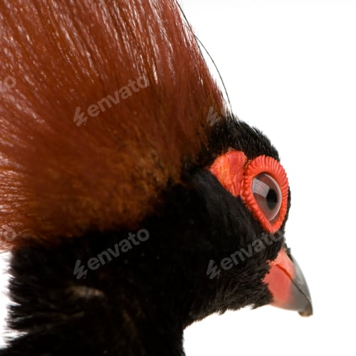 Preview: Crested Wood Partridge - Rollulus rouloul