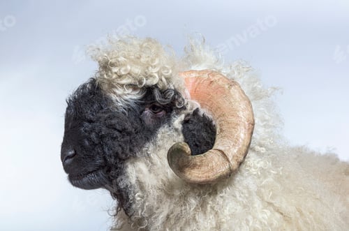 Preview: Side view Portrait side view of adulte Valais Black nose