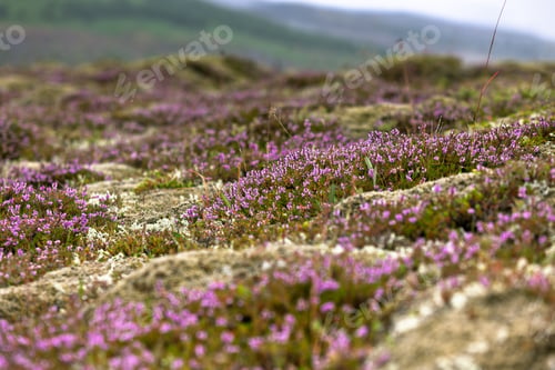 Preview: Blooming moss growing on lava and stone fields in Iceland
