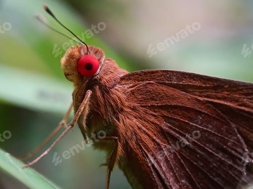 Preview: Red eye