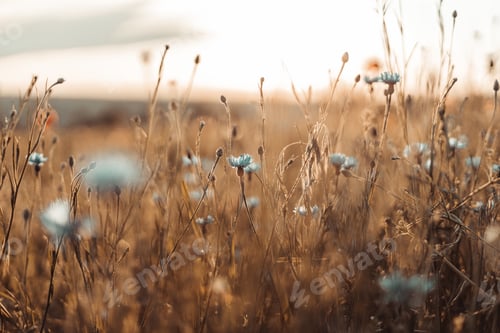 Preview: Beautiful nature background with blue flower poppy in the sunset in the field.