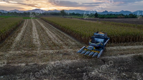 Preview: Farm machines harvesting corn. The entire corn plant is used, no waste. Agricultura