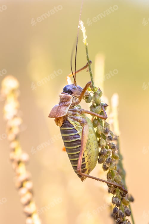 Preview: Saddle backed bush cricket