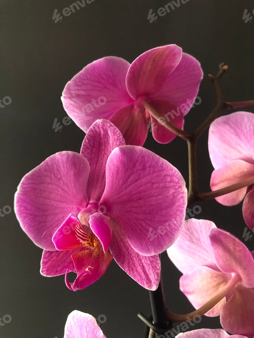 Vorschau: Schöne lila Orchideen vor dunklem Hintergrund