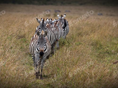 Preview: Beautiful shot of some zebras in Masia Mara National Park in Kenya