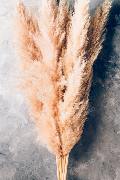 Preview: Dried Pampas Grass