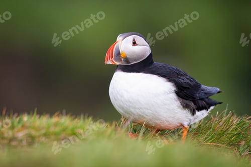 Preview: Atlantic puffin standing on grass in summer nature
