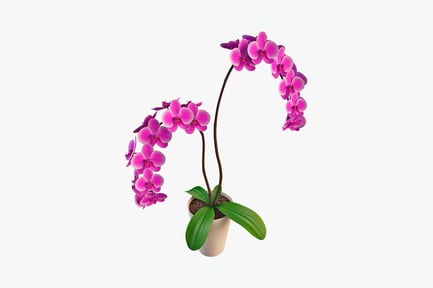 Preview: Arching orchid plant with pink flowers in a white pot